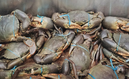 Fresh raw crab in fish market basinの写真素材