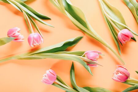 Beautiful pink tulips on color background, top viewの写真素材