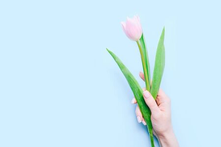 One pink tulip in female hand on blue background. Copy spaceの写真素材