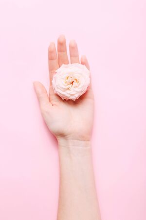 Womans hands with trendy manicure holding bunch of pink rose on pink background, top view.の写真素材