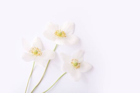 Spring white flowers on blue background with copy space.の写真素材