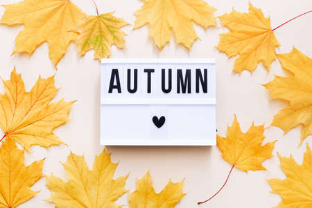 Beautiful autumn maple leaves background. Nature fall seasonの写真素材