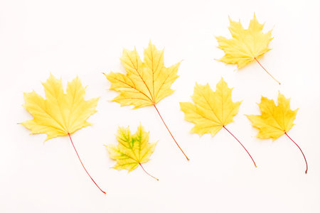 Beautiful autumn maple leaves background. Nature fall season