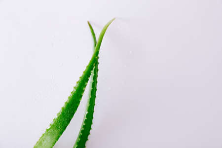 Aloe vera leaves with water drops on white background, close upの写真素材