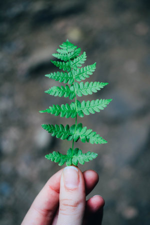 A women hand with green fern leaf in the forestの写真素材
