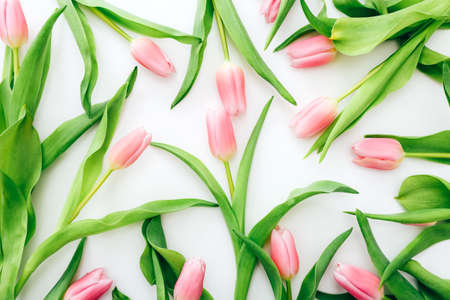The pink tulips on a white background. Top viewの写真素材