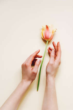 Woman hands with beautiful tulip flower on beige background, top viewの写真素材