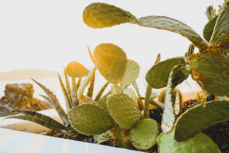 Succulent cactus plant in flowerbed, close-up on sunset in Santoriniの写真素材
