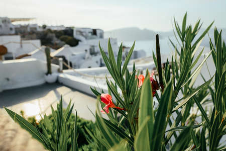 Tropical green leaves of plants in garden, close up.の写真素材