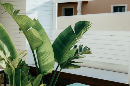 Tropical banana palm leaves texture in yard backgroundの写真素材