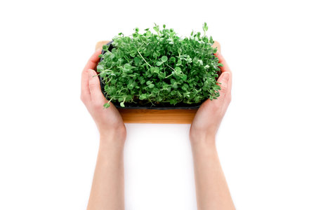 Female hands holding pea sprouts germinating in soil on white background