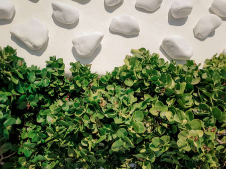 Modern garden design. Green plant and white stonesの写真素材