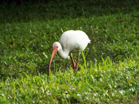 Bird on a pondの写真素材