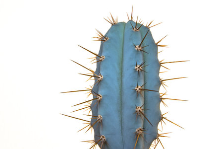 Trichocereus Peruvianus - peruvian cactiの写真素材