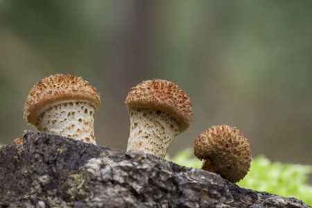 Eatable mushroom from german forest
