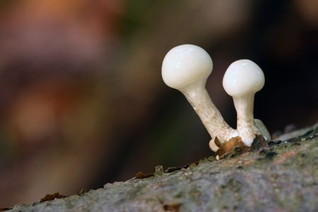 Edible mushroom from german forest growing in 5 days.の写真素材