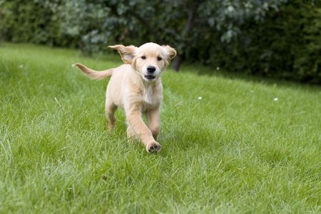 Golden retriever puppy with gras in the gardenの写真素材