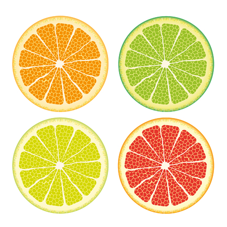 Kinds of citrus fruits on the white background. vector file.のイラスト素材
