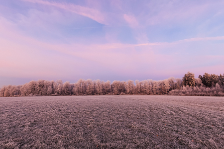 Frozen field and trees in the morning with morning glow. の写真素材