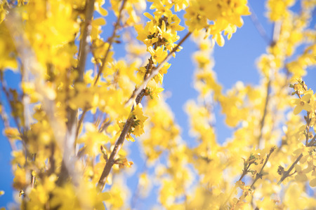 Yellow forsythia flowers for the blue sky. の写真素材