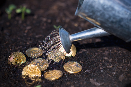Golden bitcoins in the garden soil with watering can.の写真素材