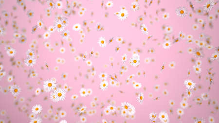 Flying white daisy flowers. 3d illustration.の写真素材