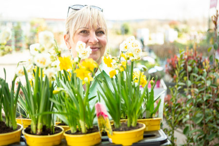 A mature woman as a gardener in a nursery with flower pots with daffodils.の写真素材