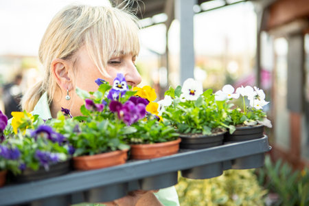 A mature woman as a gardener in a nursery with flower pots with violets.の写真素材