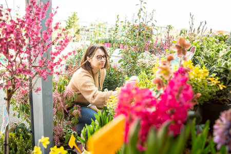 A mature woman gardener cares for the flowering plants in the nursery.の写真素材