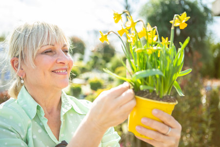 A mature woman as a gardener in a nursery with flower pots with daffodils.の写真素材