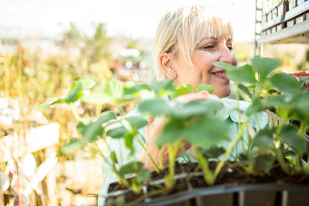 A mature woman gardener with the strawberry plants in the nursery.の写真素材