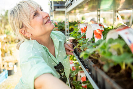 A mature woman gardener with the strawberry plants in the nursery.の写真素材