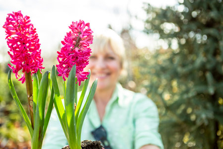 A mature woman gardener cares for the flowering plants in the nursery.の写真素材