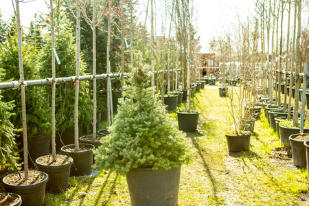 A tree in pot in the nursery.の写真素材