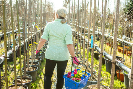A mature woman gardener in a nursery among the trees in the pots.の写真素材