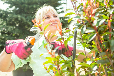 A mature woman gardener in a nursery among the trees.の写真素材