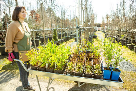 A mature woman gardener in a nursery among the trees in the pots.の写真素材