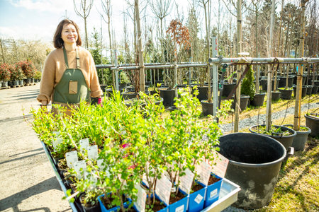 A mature woman gardener in a nursery among the trees in the pots.の写真素材