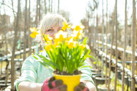 A mature woman as a gardener in a nursery with flower pots with daffodils.の写真素材