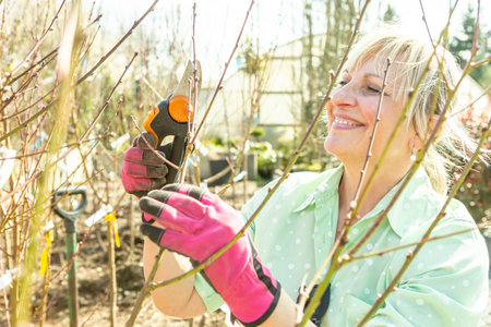 A mature woman gardener in a nursery among the trees.の写真素材