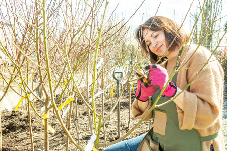 A mature woman gardener in a nursery among the trees.の写真素材