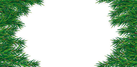 Green Christmas branches on the white background. Eps 10 vector file.のイラスト素材