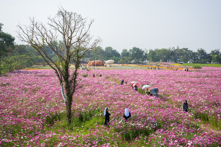 Flower farmの写真素材