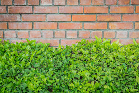 Old red brick wall with bush