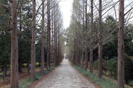 Park path naju koreaの写真素材