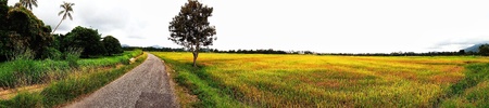 Paddy field at Penang の素材