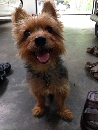 Cute silky terrierの素材