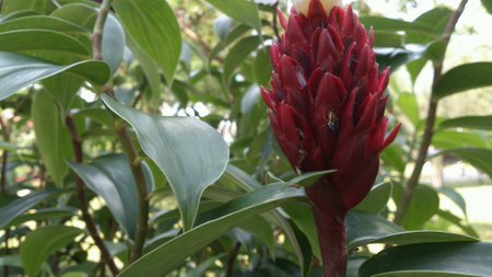 Spider crawling on the flowerの素材