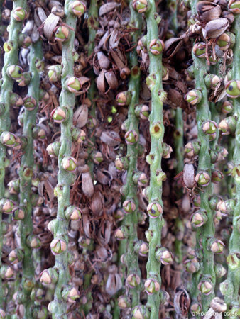 Plant from nearby parkの素材