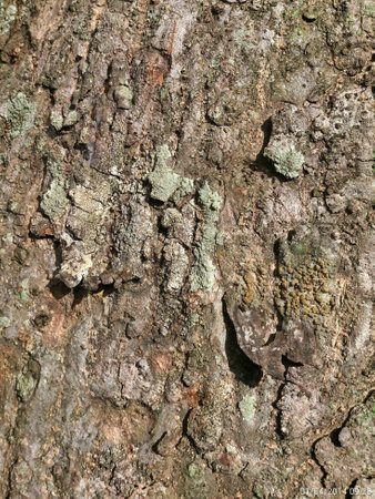 Tree textureの素材